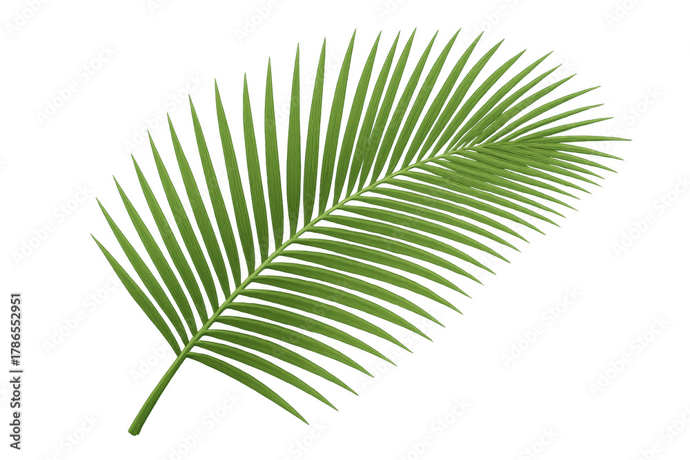 Obraz premium Palm frond vector illustration on transparent background, green tropical leaf element for summer design and decoration