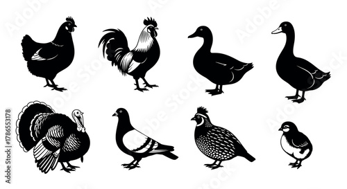 Silhouettes of various farm birds including a chicken, rooster, ducks, turkey, pigeon, quail, and chick, showcasing diverse avian species in a side view.