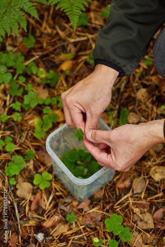 hands holding a wood sorrel leaf