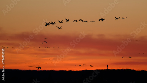 fGrues cendrées au lever du jour