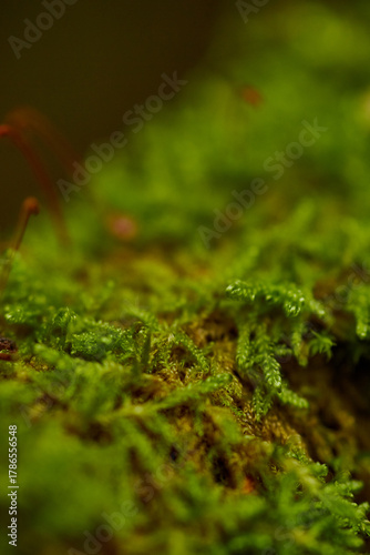 green moss on a tree