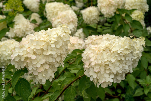 white hydrangea, large conical inflorescences close-up