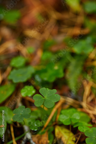 green wood sorrel in the forest