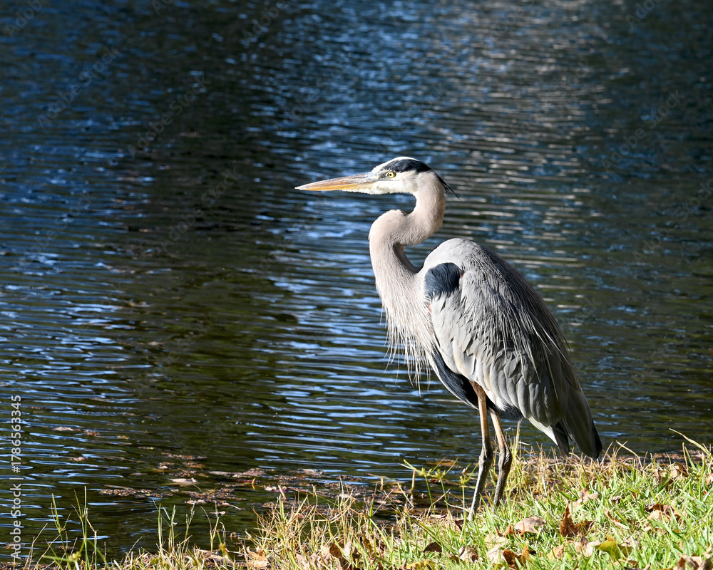 Fototapeta premium great blue heron on cold windy day