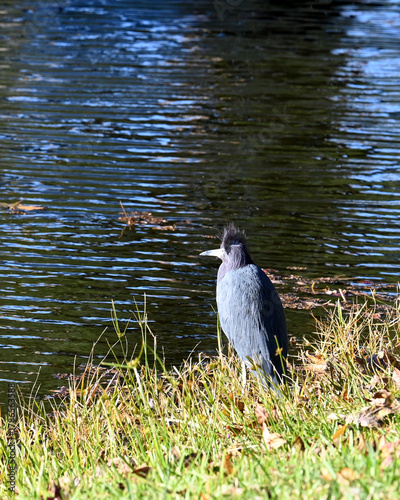 Little Blue Heron with hair feathers blown backwards