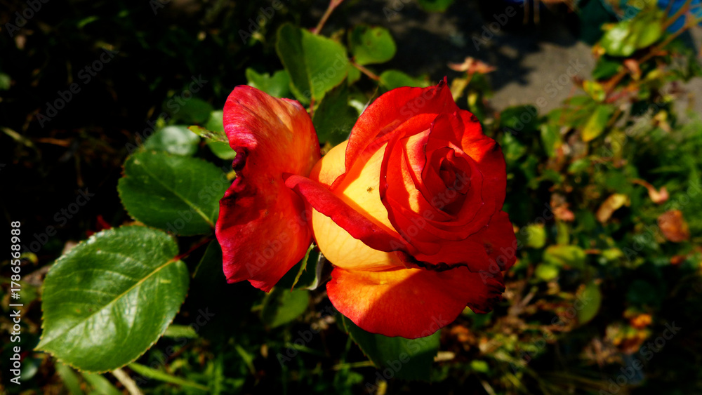 Obraz premium Rose couleur pèche isolé sur un rosier