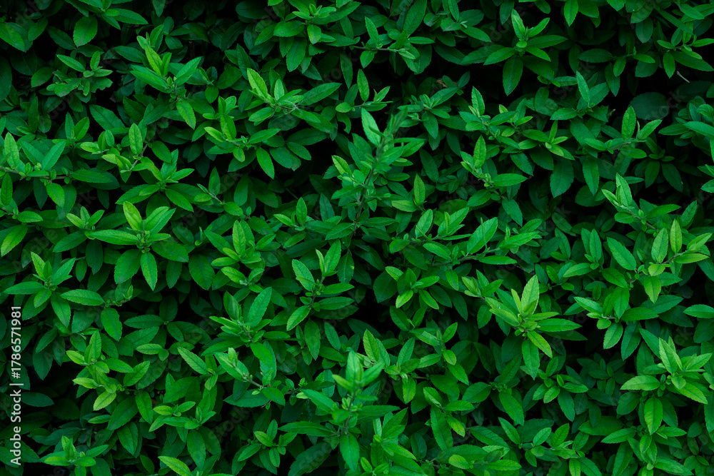 Naklejka premium Full Frame Background of Lush Green Leaves