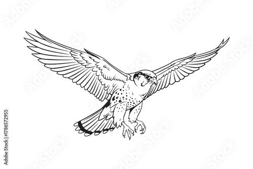 Detailed sketch of a majestic bird of prey in flight