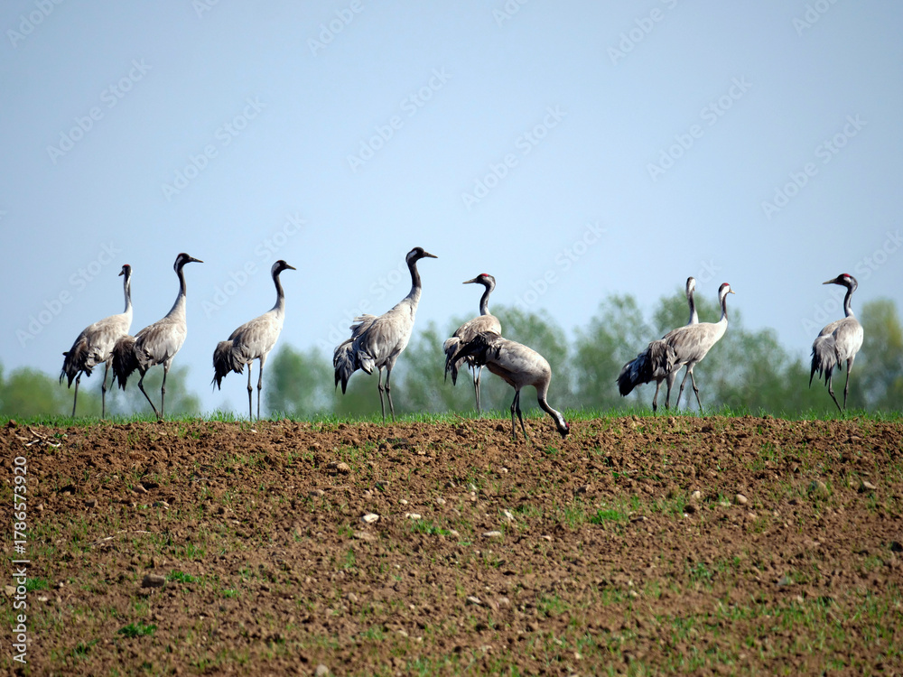 Fototapeta premium Żurawie (Gruidae) na przedwiosennych polach.