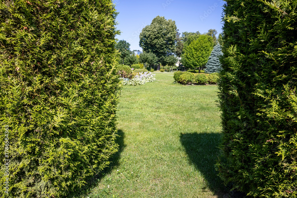 Obraz premium Sunny green park framed by tall hedges