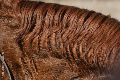 Obraz na plátně Wavy mane hair of sweaty horse after work on ranch closeup.