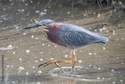 Green Heron Marching