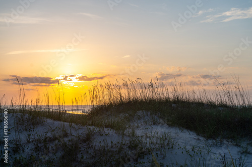 Sunrise through the Reeds