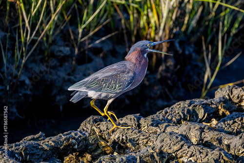 Calling Green Heron