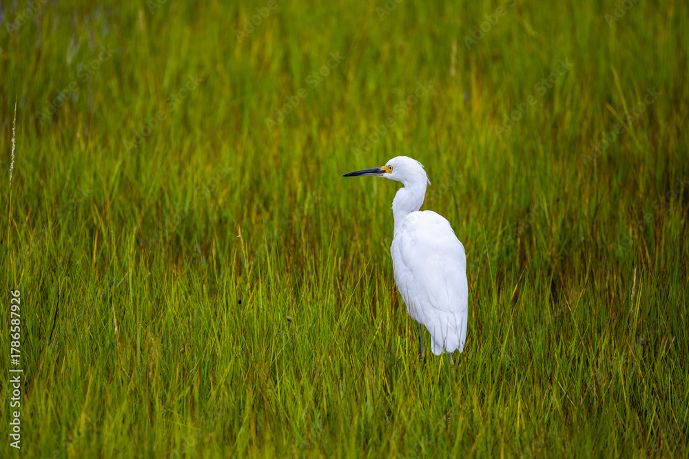 Fototapeta premium Snowy Egret in Salt Marsh