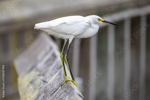 Snowy Egret on Boardwalk