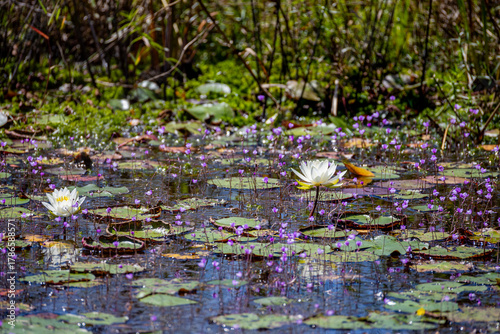 White Water Lilies and Tiny Blue Flowers