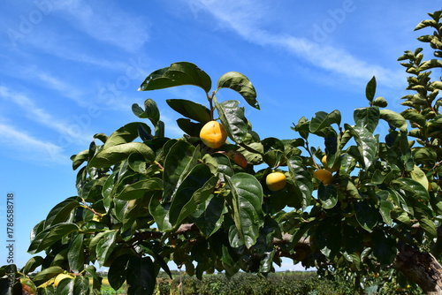 オレンジ色の柿の実