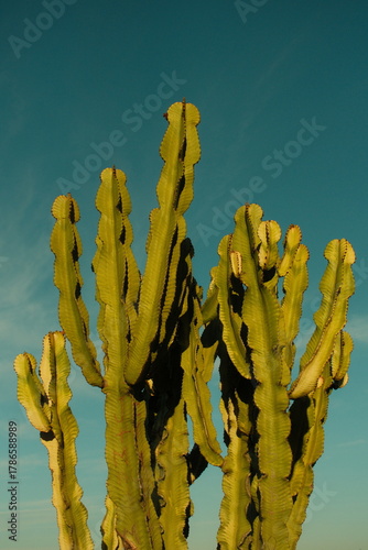Φωτογραφία Beautiful green cactus pod basked in sunlight during golden hour with blue skies