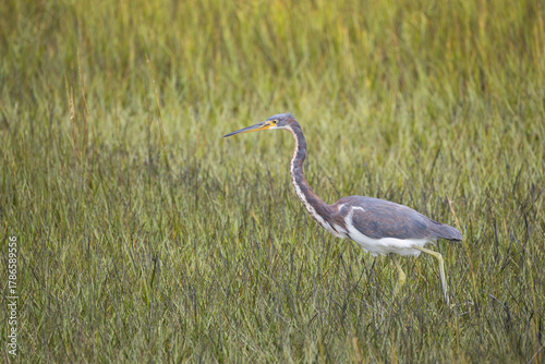 Tricolored Heron in Salt Marsh