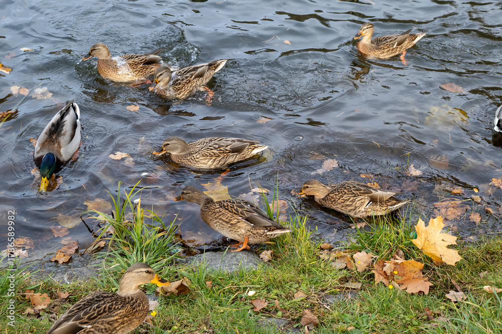 custom made wallpaper toronto digitalWild ducks swimming and feeding in autumn pond