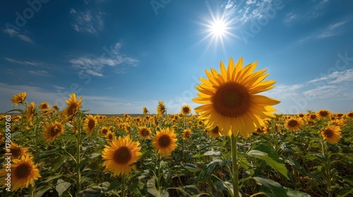 Fototapeta Naklejka Na Ścianę i Meble -  Bright sunflower field under blue sky, summer landscape