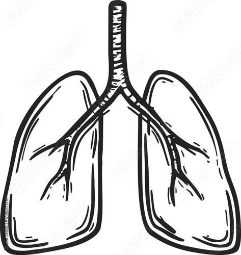 Lungs sketch hand drawn anatomical illustration with trachea and bronchi — stock vector