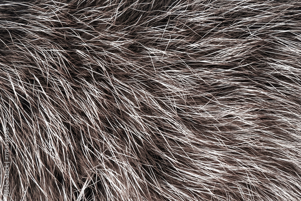 Fototapeta premium background natural gray animal wool