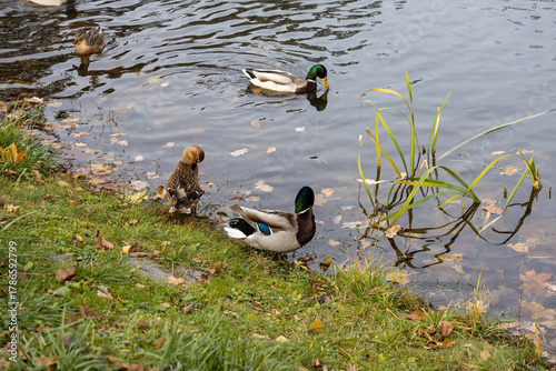 Wild ducks near grassy shore of pond in autumn