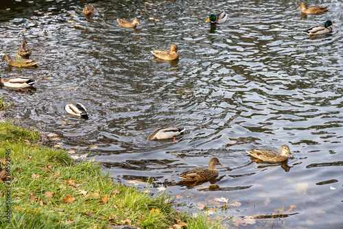 Wild ducks swimming in a pond on an autumn day