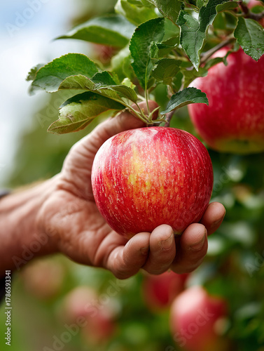 close-up of a white-skinned male farmers clean, well-groomed hand with light wrinkles and a smooth, hairless forearm picking an oversized apple larger than the palm with one hand,