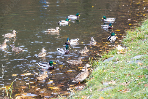 Mallard ducks swimming in a pond with autumn leaves