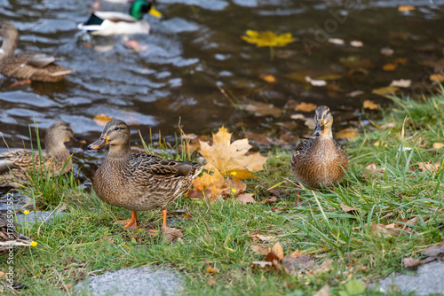 Mallard ducks by lakeside on grassy shoreline in autumn