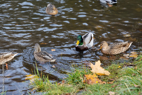 Mallard ducks swimming near grassy riverbank in autumn