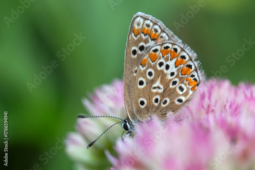 Brown Argus (Aricia agestis) on Hylotelephium 'Herbstfreude' (Pink Sedum)
