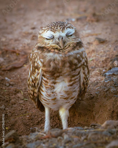 Photography Burrowing owl sleeping