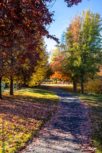 Variety of beautiful trees turning color for the fall in Eagle, Idaho