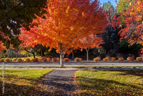 Variety of beautiful trees turning color for the fall in Eagle, Idaho