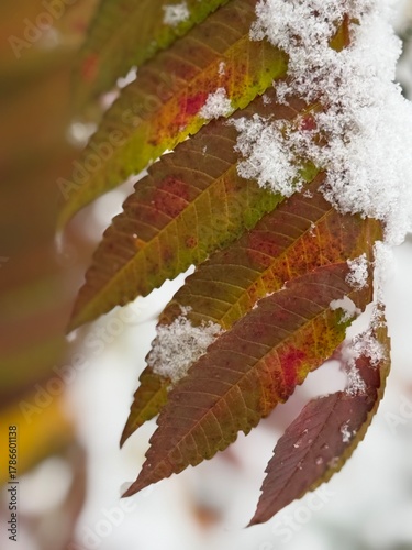 Colourful sumac leaves contrast red and green and are covered with white snow, showing the in-between season between fall and winter,