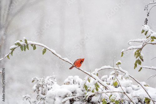 A beautiful red male northern cardinal perches on a branch with a blurred out snowy background in this winter scene.