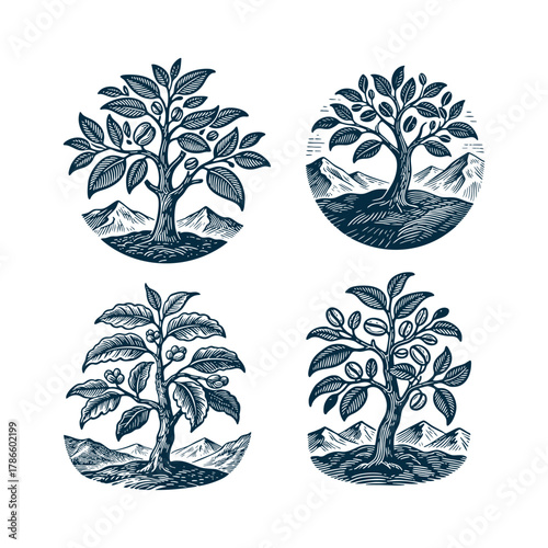 Set of four detailed vintage engraving style illustrations featuring coffee plants or trees, some bearing beans, set against a background of mountains and natural landscape