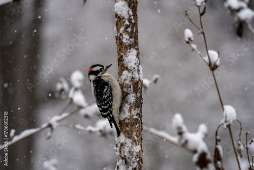 A downy woodpecker (Dryobates pubescens) perched on a snowy tree.