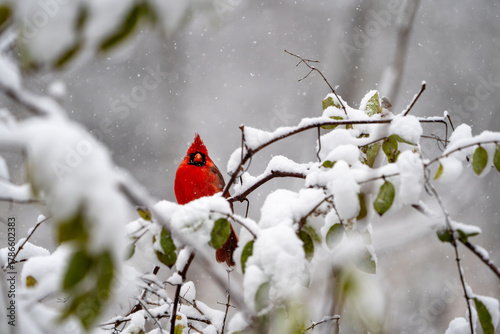 Bright red male northern cardinal (Cardinalis cardinalis) sitting on snowy branches.