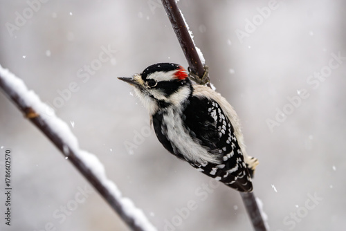 Downy woodpecker in a snowy tree with room for copy