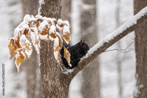 Humorous shot of a squirrel in a snowy tree with what looks like a fancy tail made of leaves