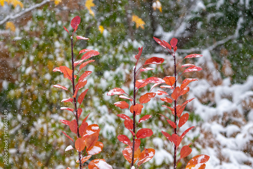 Bright red plants in a garden dusted with snow creates a layered, stunning scene.