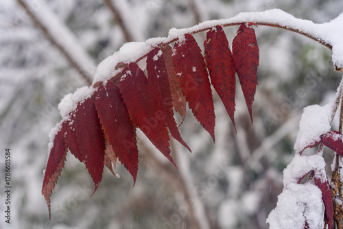 Bright red sumac leaves topped with snow give a burst of colour to a wintery background.
