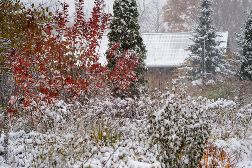 A wintery fall garden in a park shows colourful plants dusted with snow for an ethereal effect.