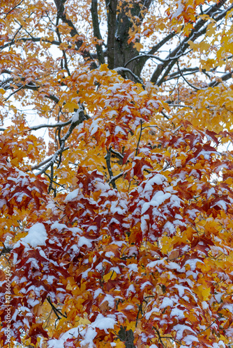 Red and orange leaves dusted with snow form a beautiful scene.