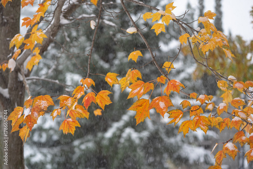 Colourful fall leaves and snow for the in-between season